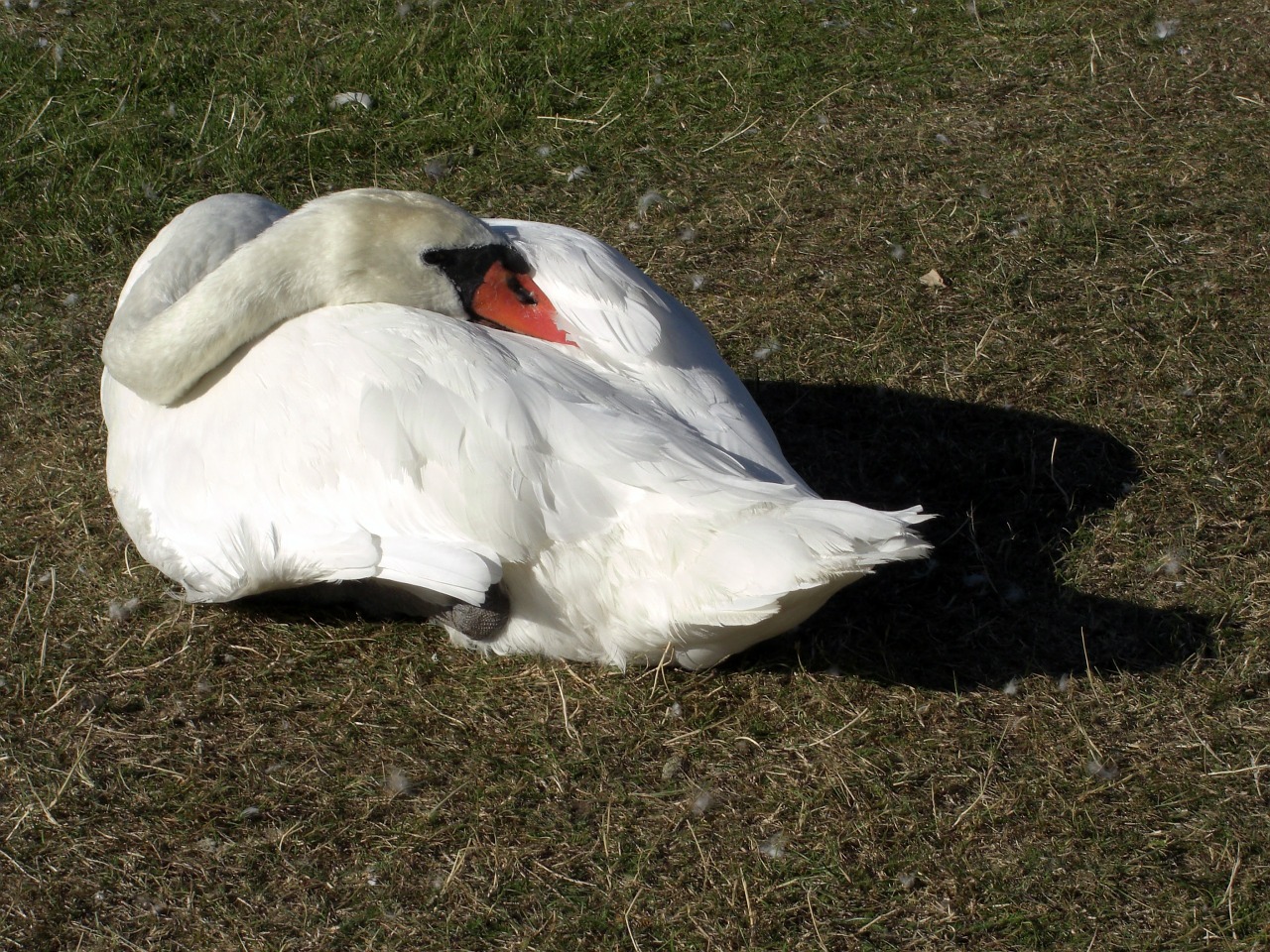 swan animal duck free photo