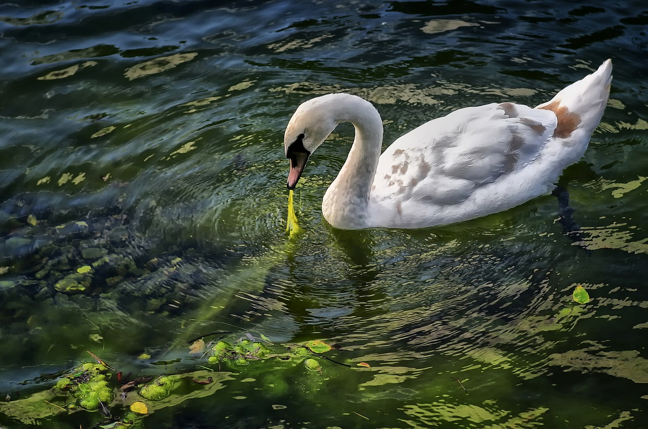 swan bird animals free photo