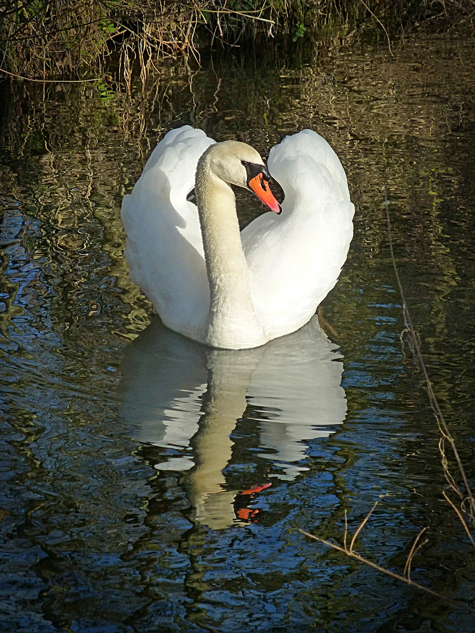 swan lake water bird free photo