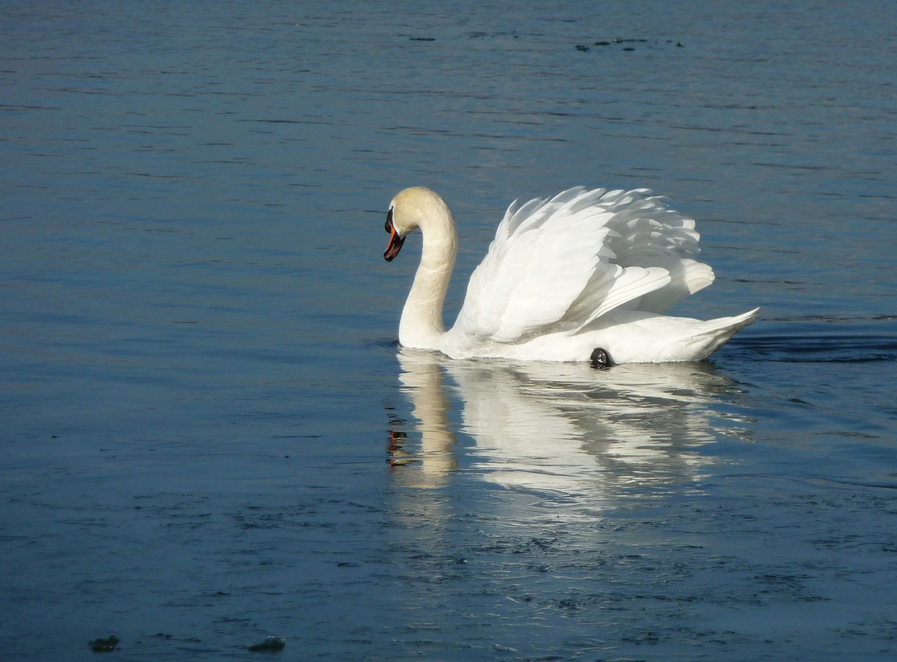 swan water bird white free photo