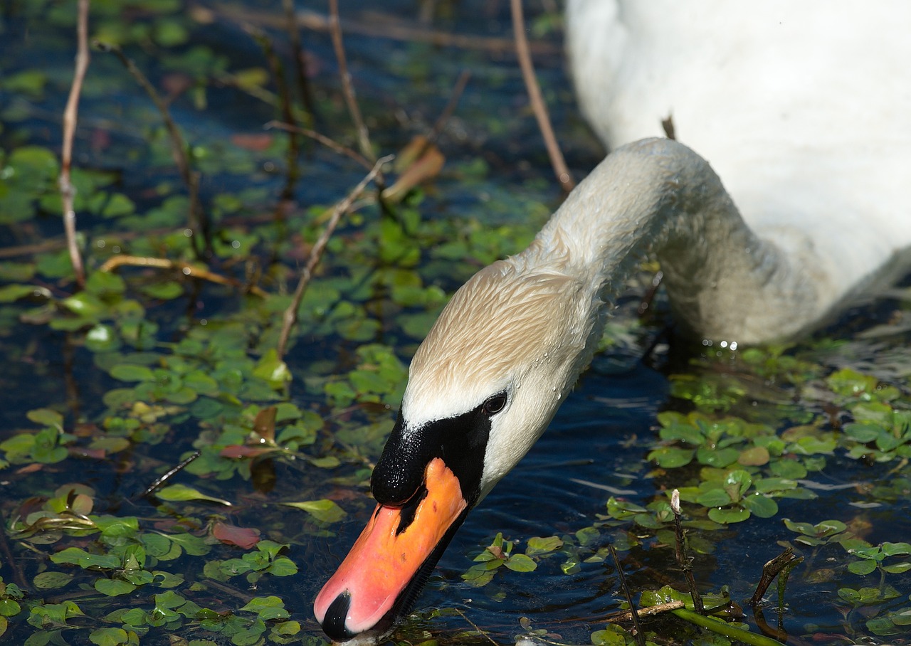 swan white beauty free photo
