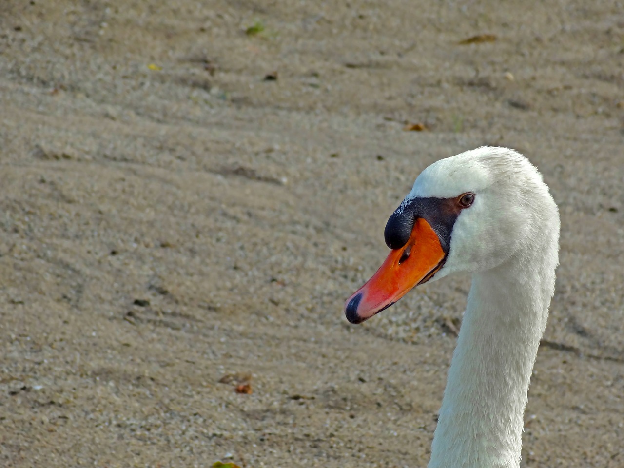 swan mute swan neck free photo