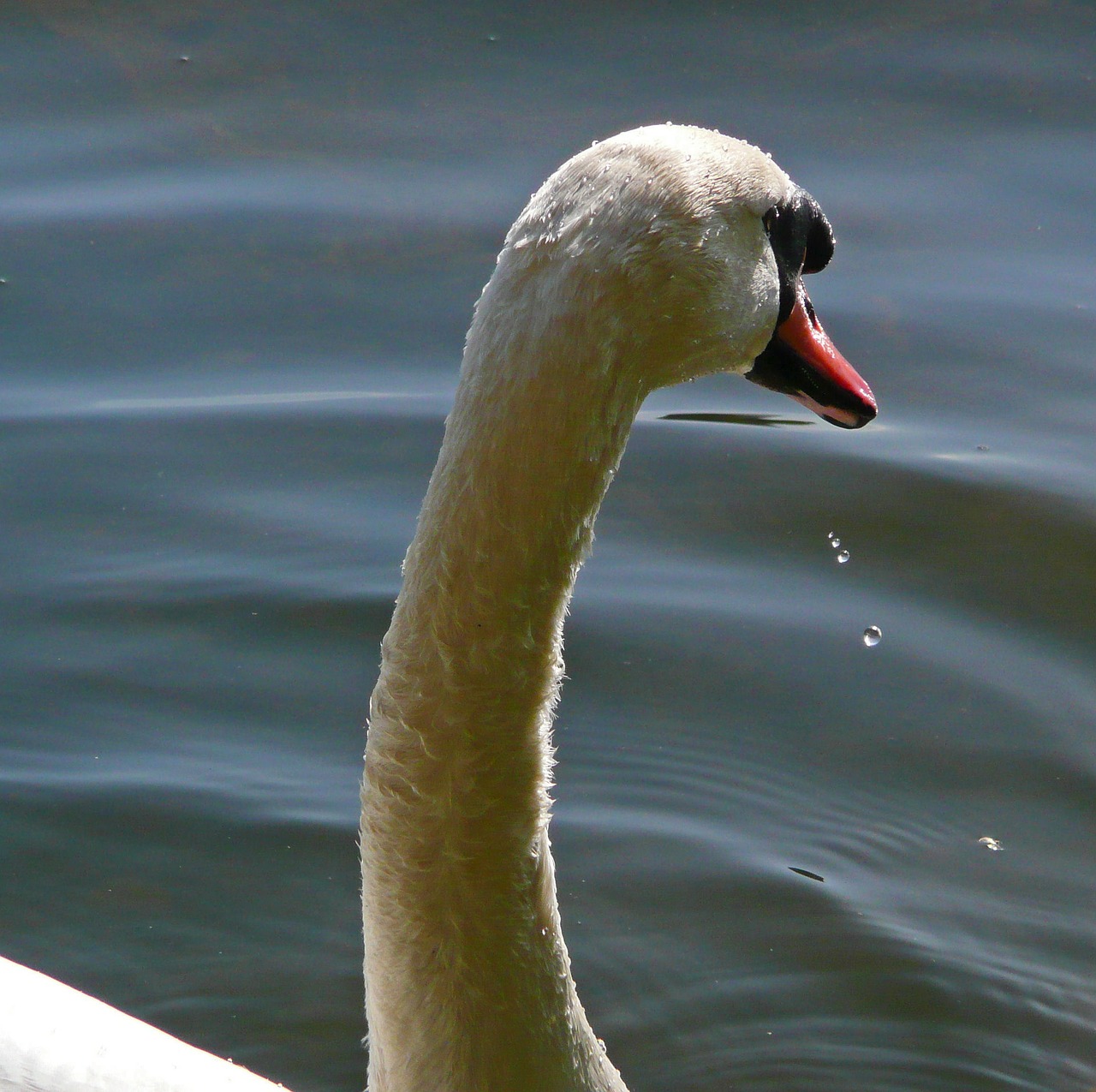 swan animal water bird free photo