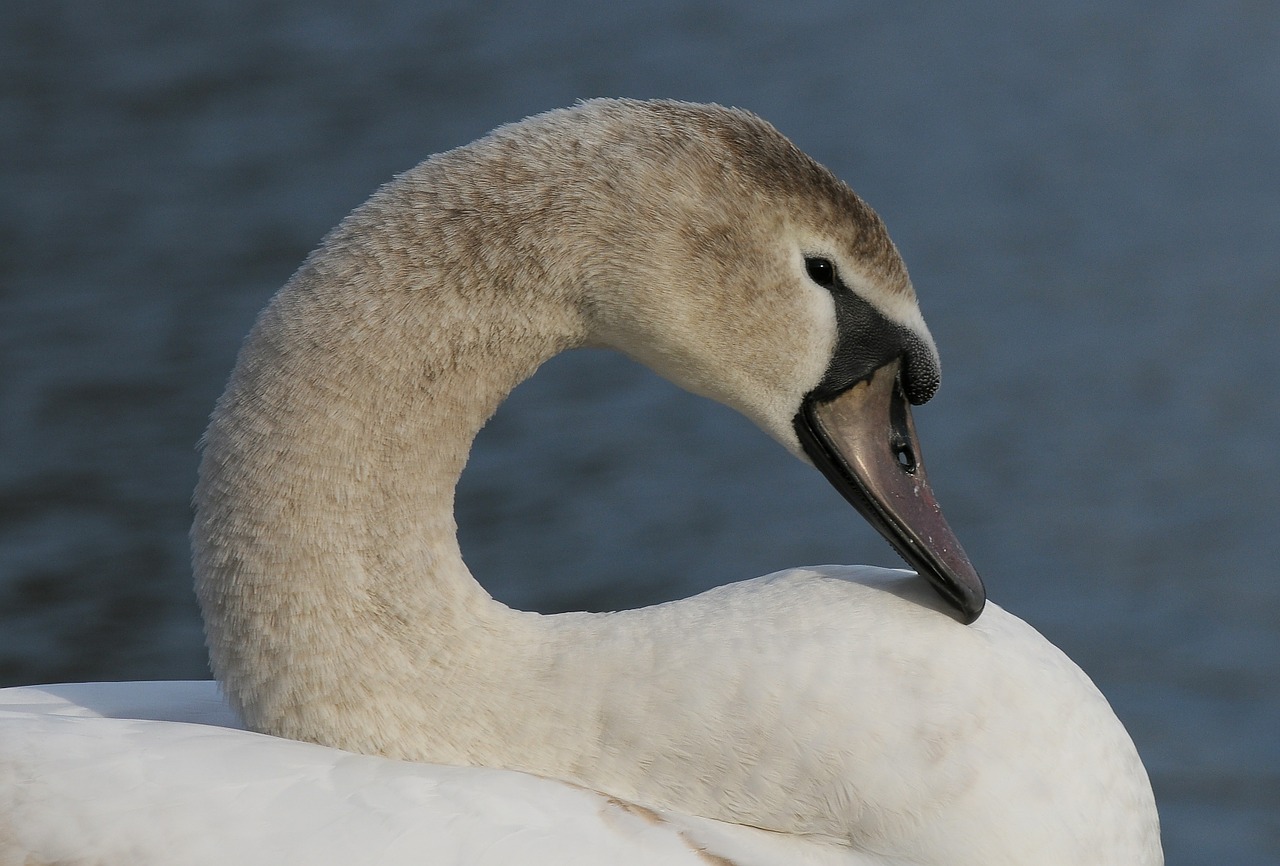 swan beak pond free photo