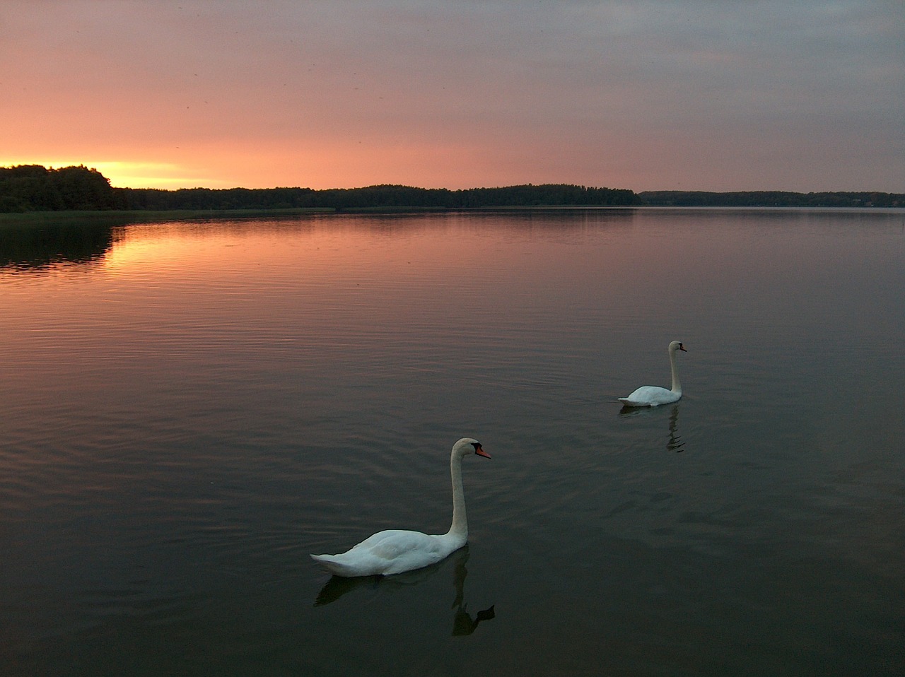 swan sunset lake free photo