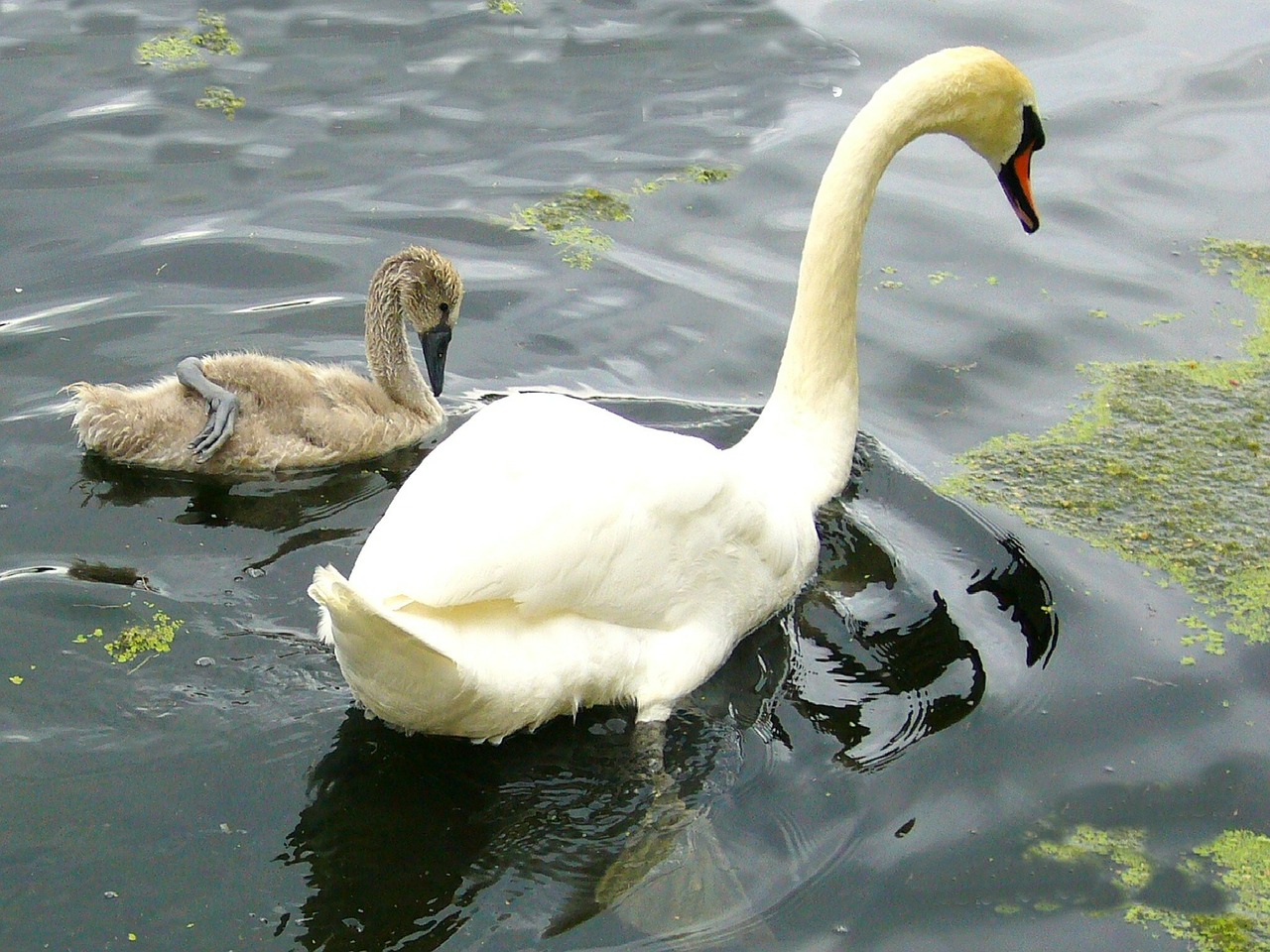 swan wild bird nature free photo