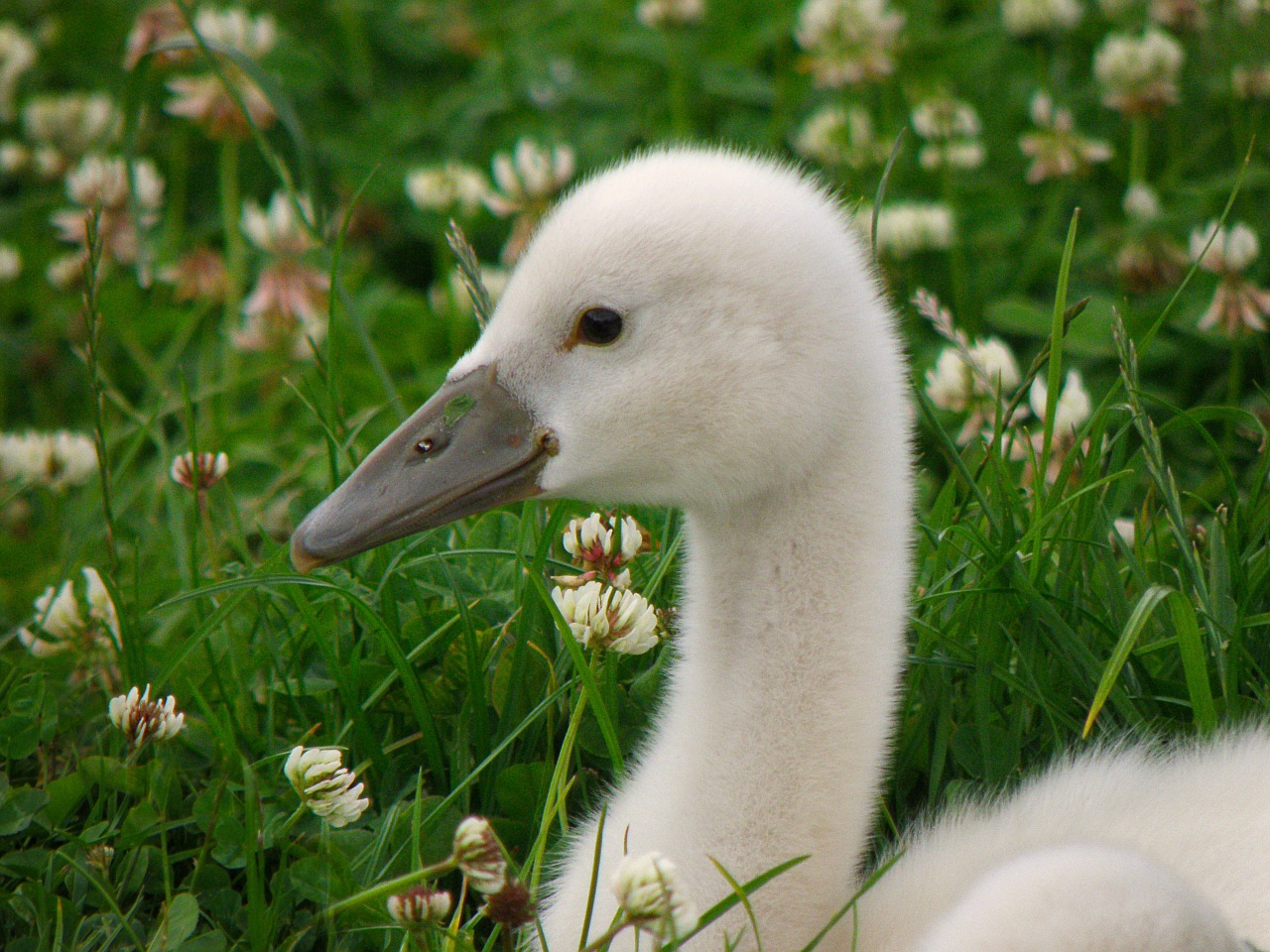 swan cub bird free photo