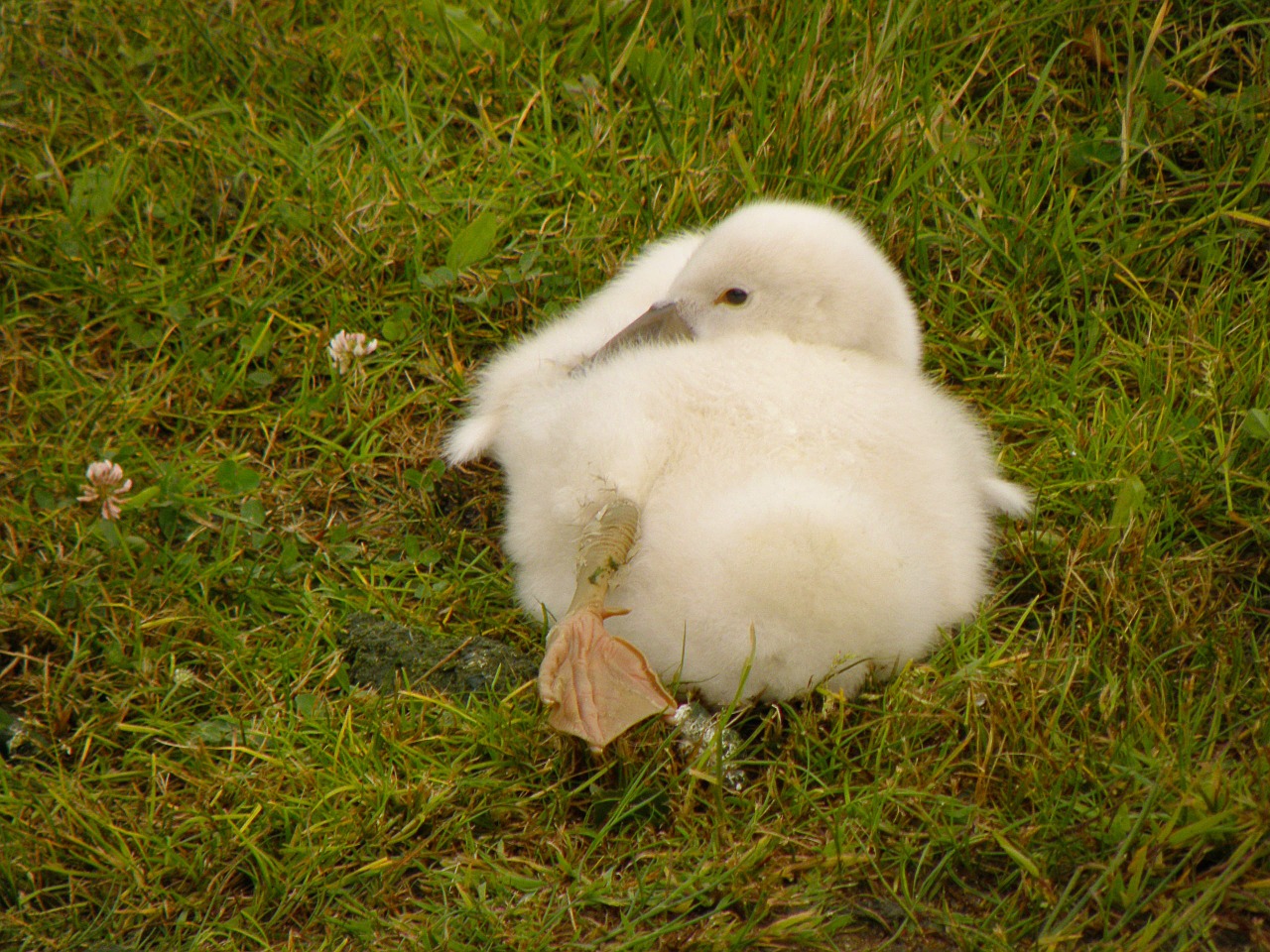 swan cub white free photo