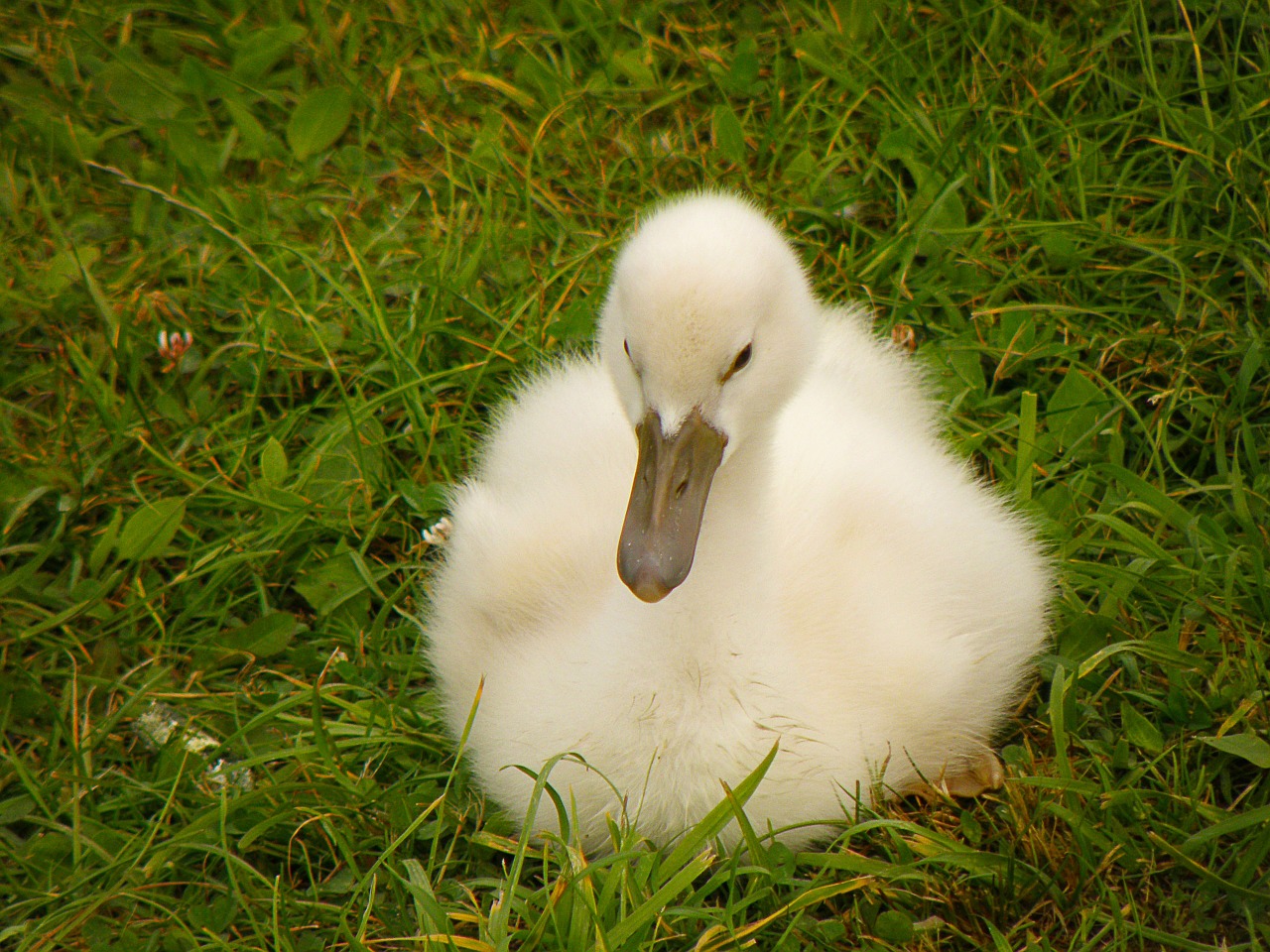 swan cub white free photo