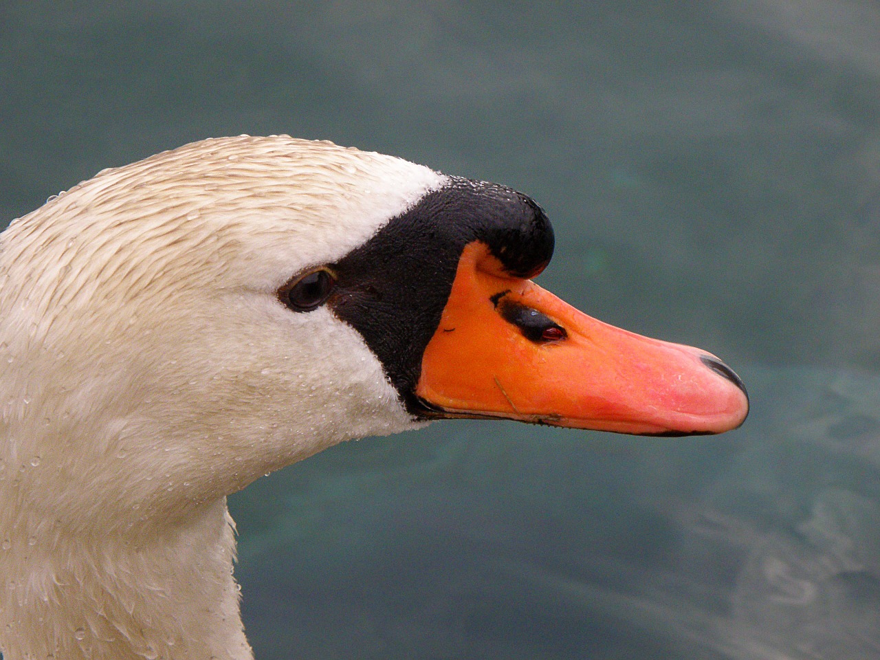 swan head white free photo