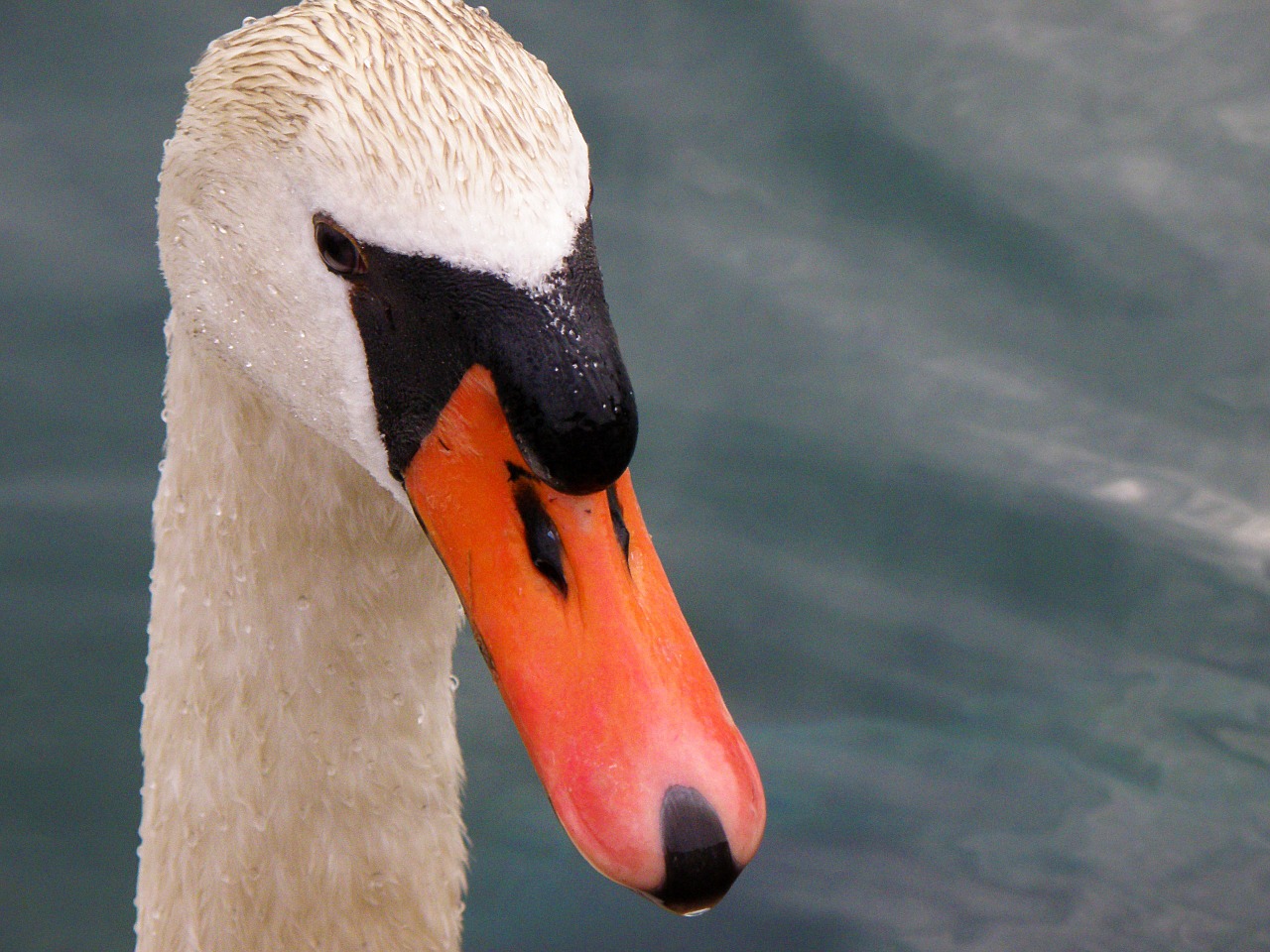 swan head white free photo