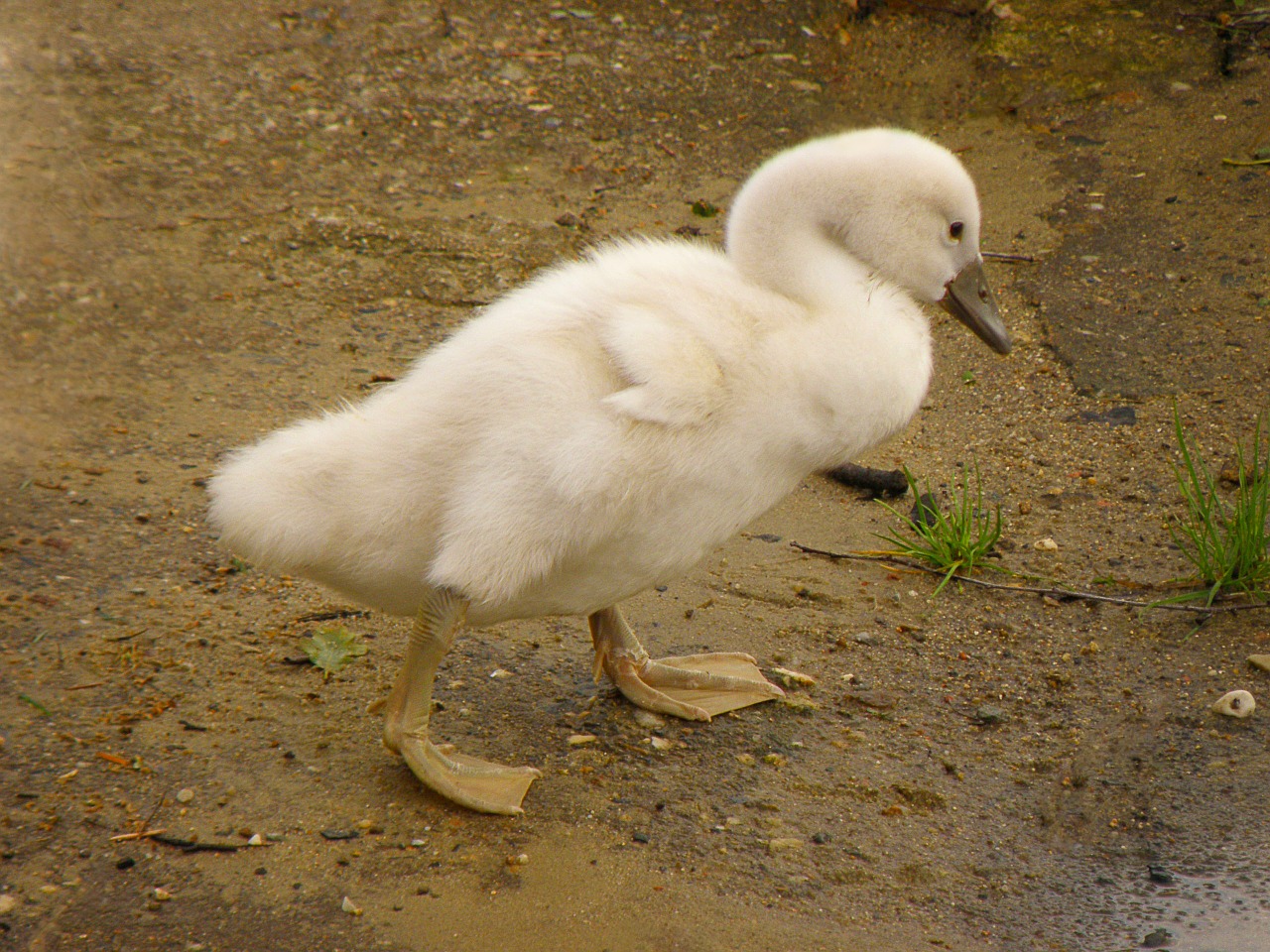 swan cub house free photo