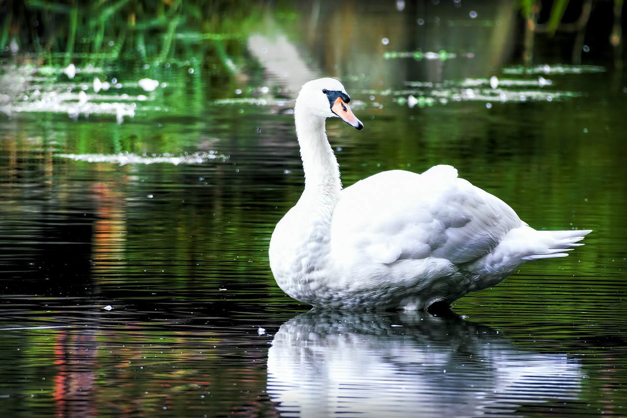 swan nature bird free photo