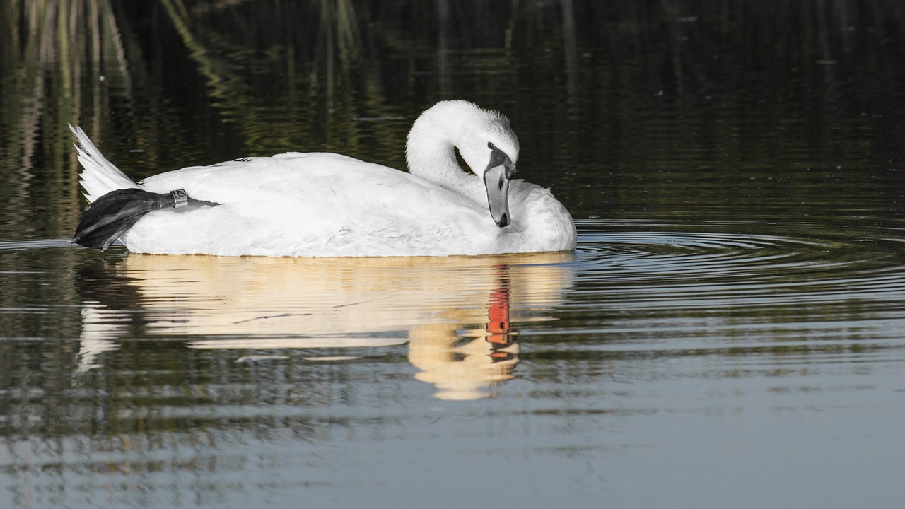 swan white swan reflection free photo