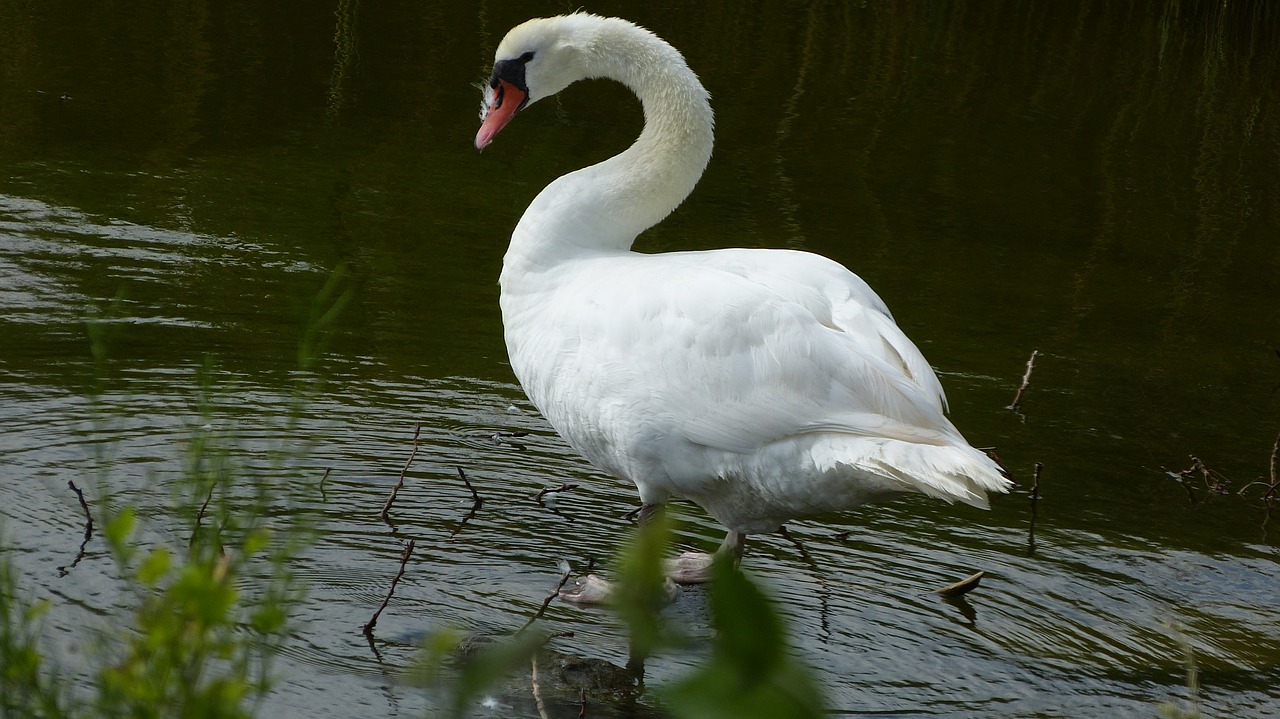 swan nature water free photo