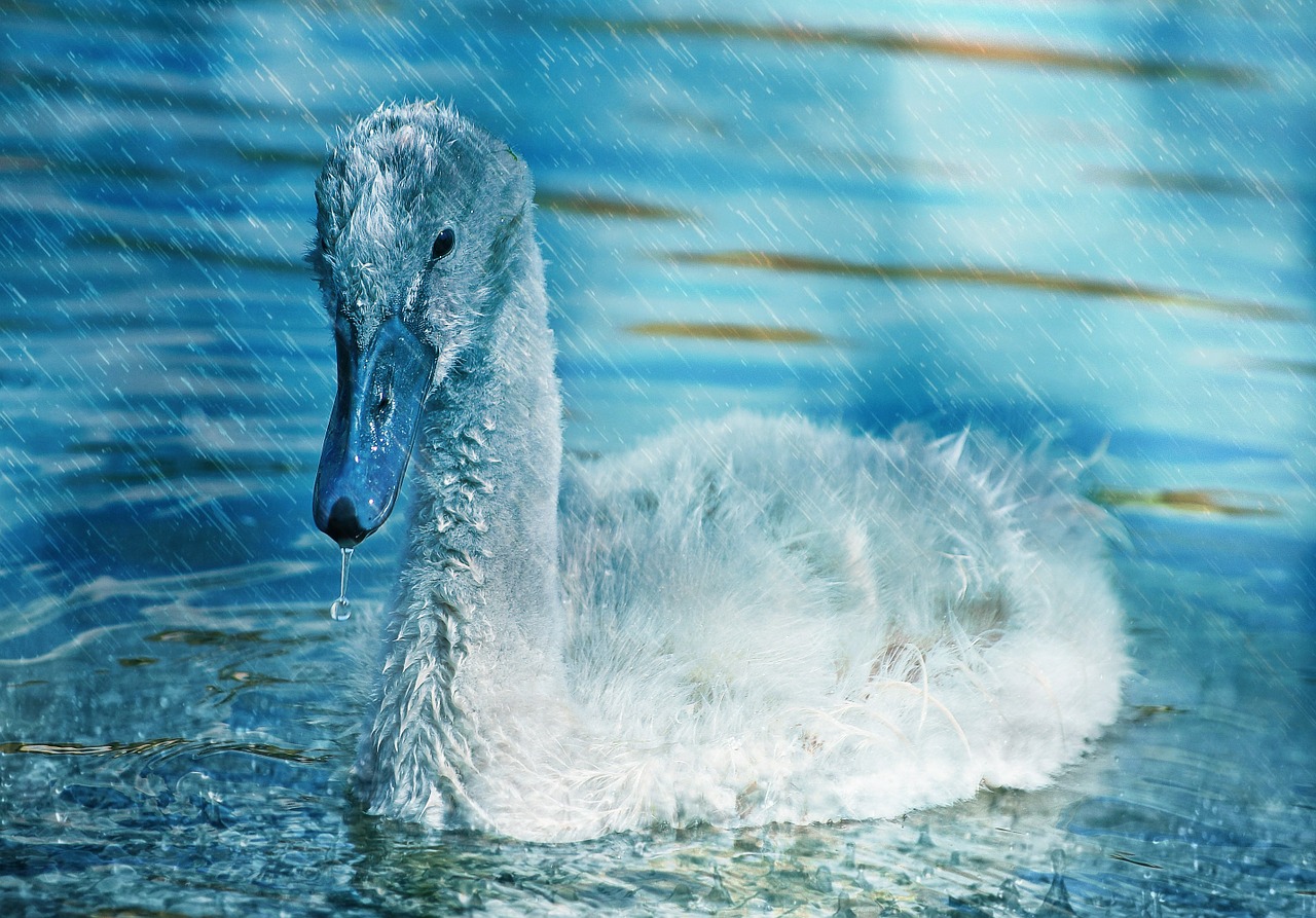 swan young young animal free photo