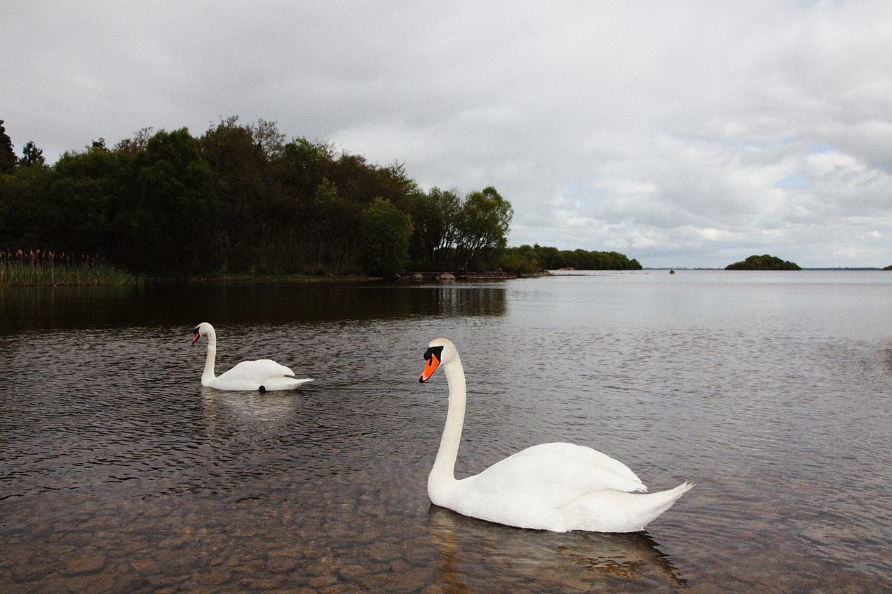 swan lake landscape free photo