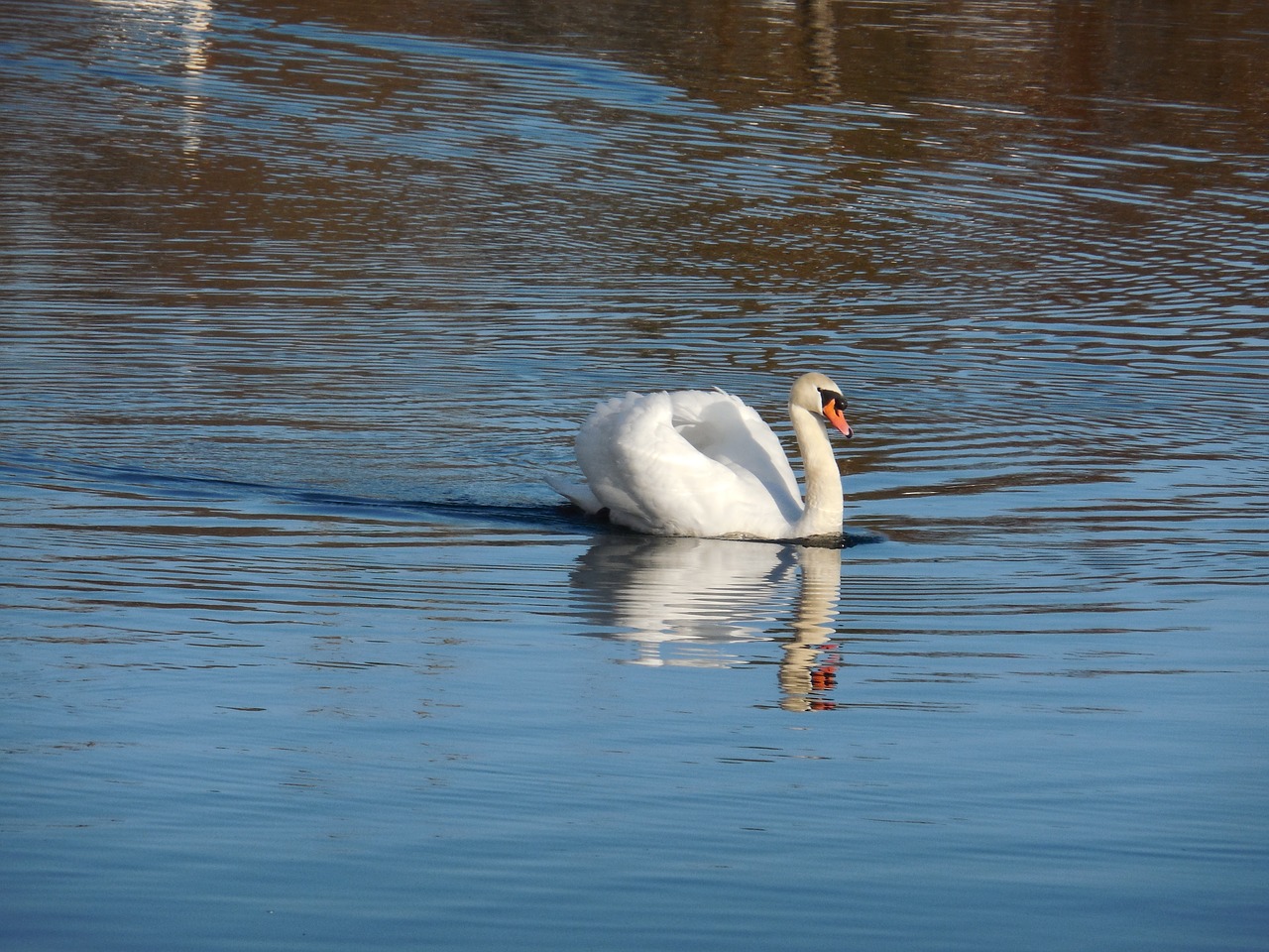 swan elegance lake free photo