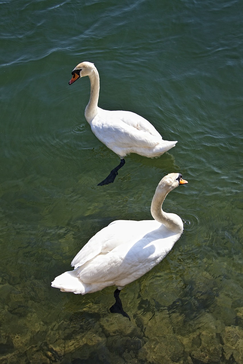 swan water lake free photo