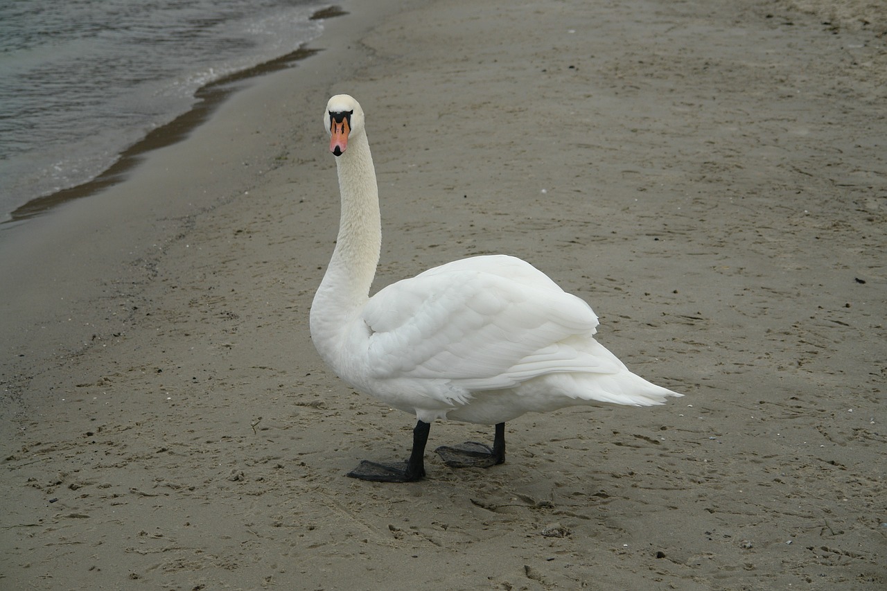 swan beach sea free photo