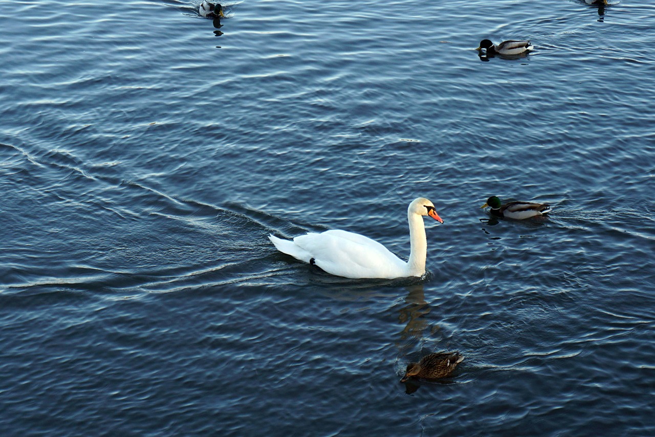 swan river ducks free photo