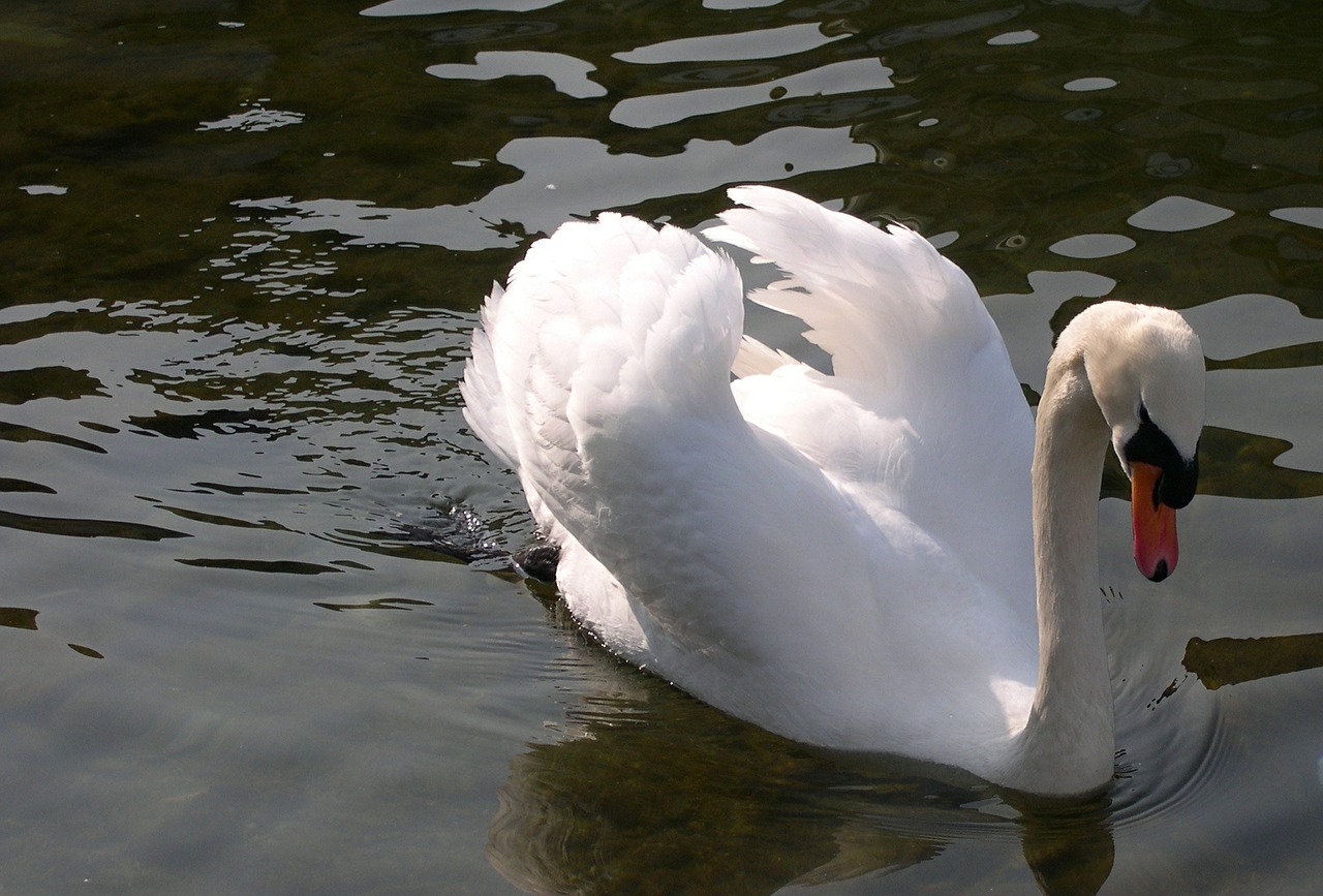 swan animal lake free photo