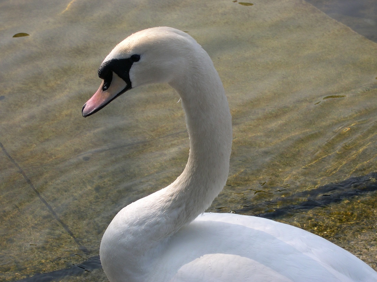 swan zurich lake free photo