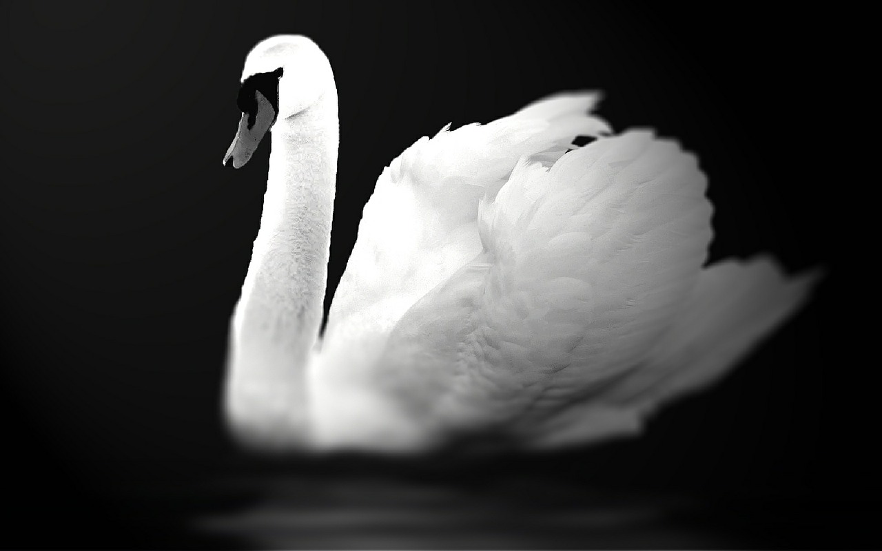 swan bird swim free photo