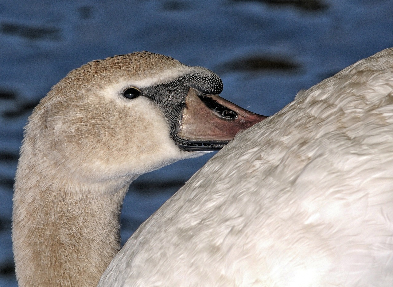 swan beak pond free photo