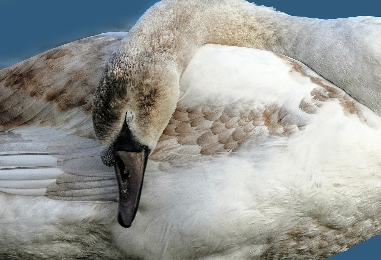 swan beak pond free photo