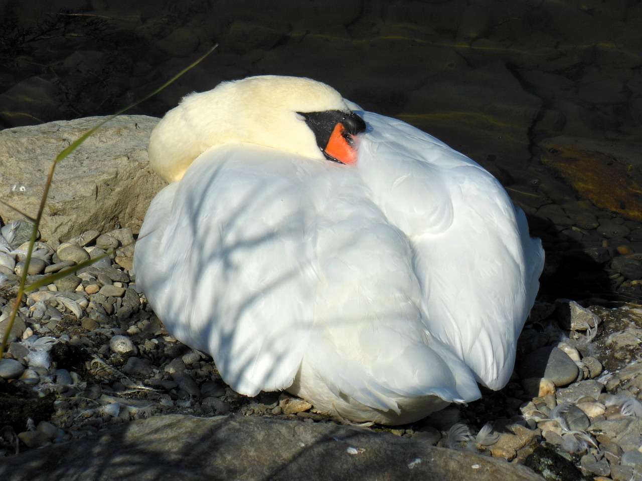 swan lake constance water bird free photo