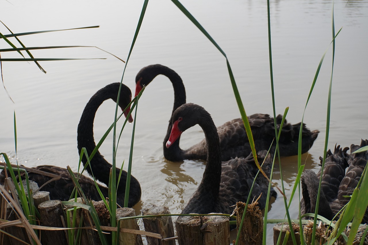 swan black heart free photo