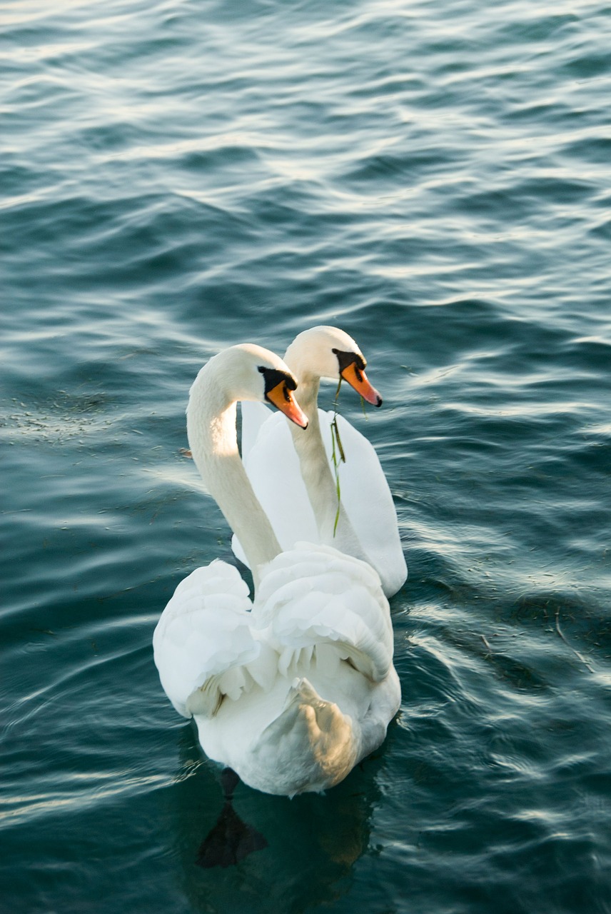 swan lake couple free photo