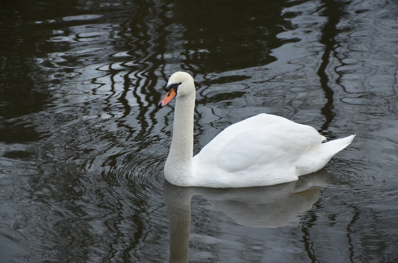 swan water river free photo