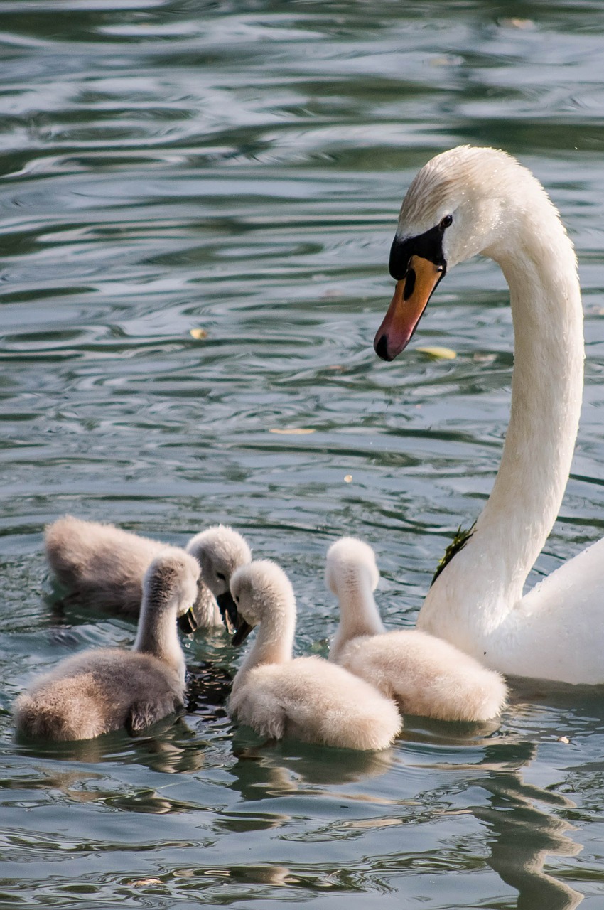 swan water chicks free photo