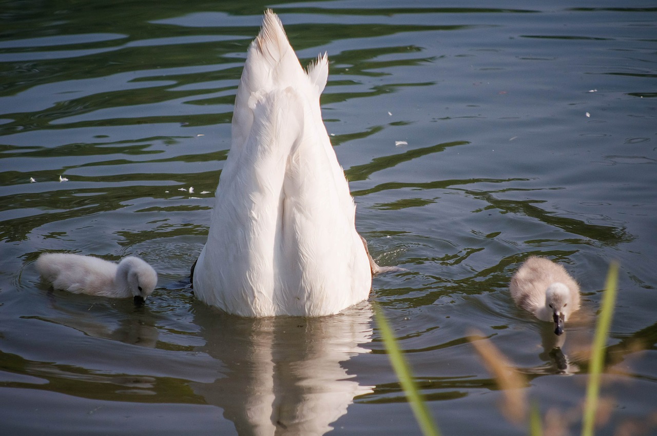 swan food lake free photo