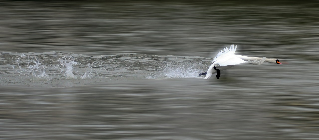 swan take-off bird free photo