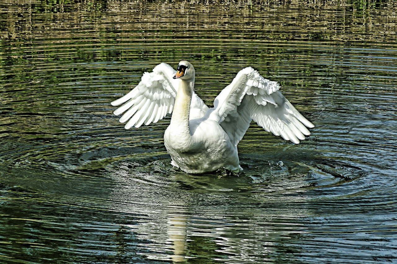 swan white feathers free photo