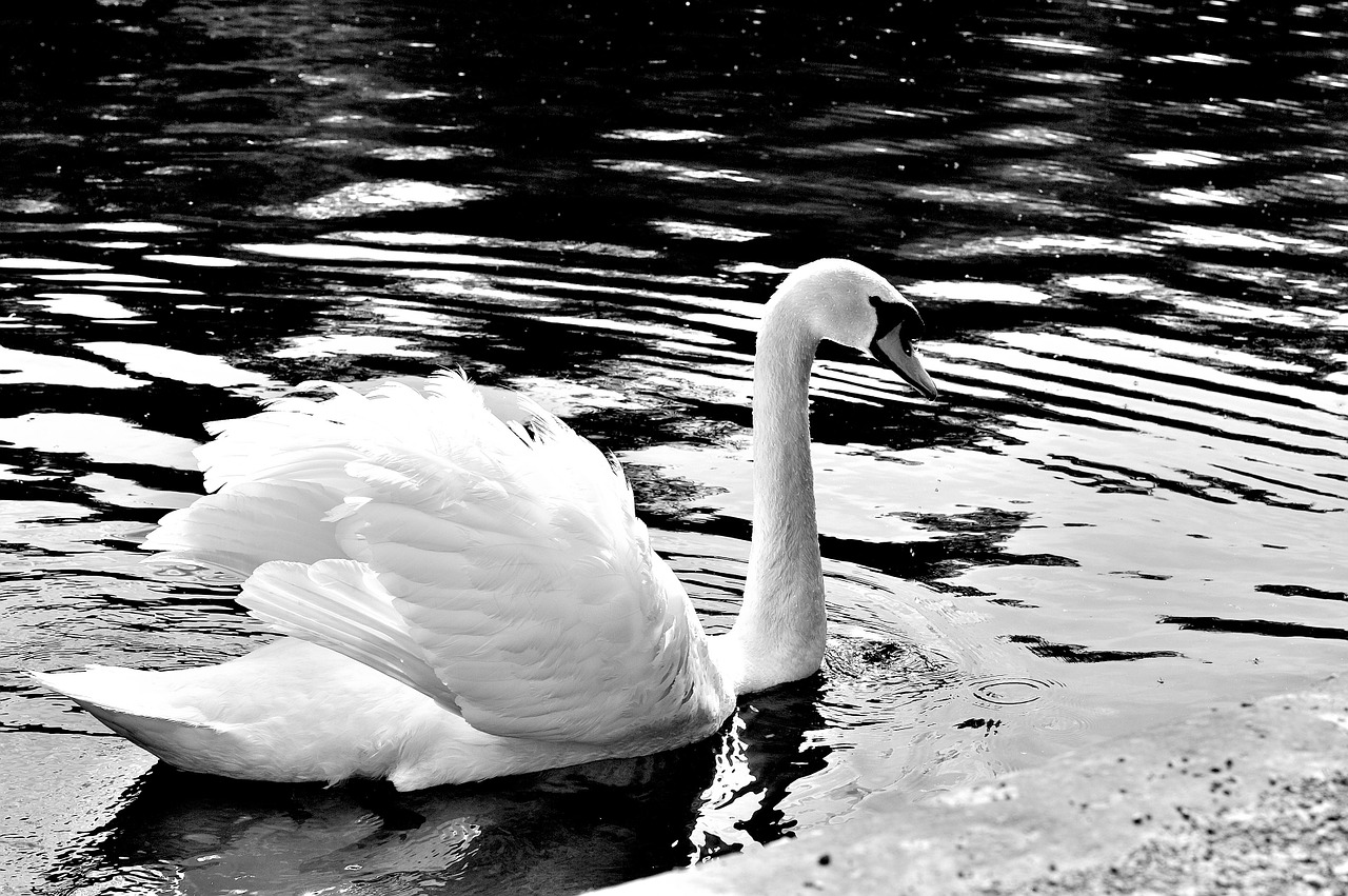 swan grace wild free photo