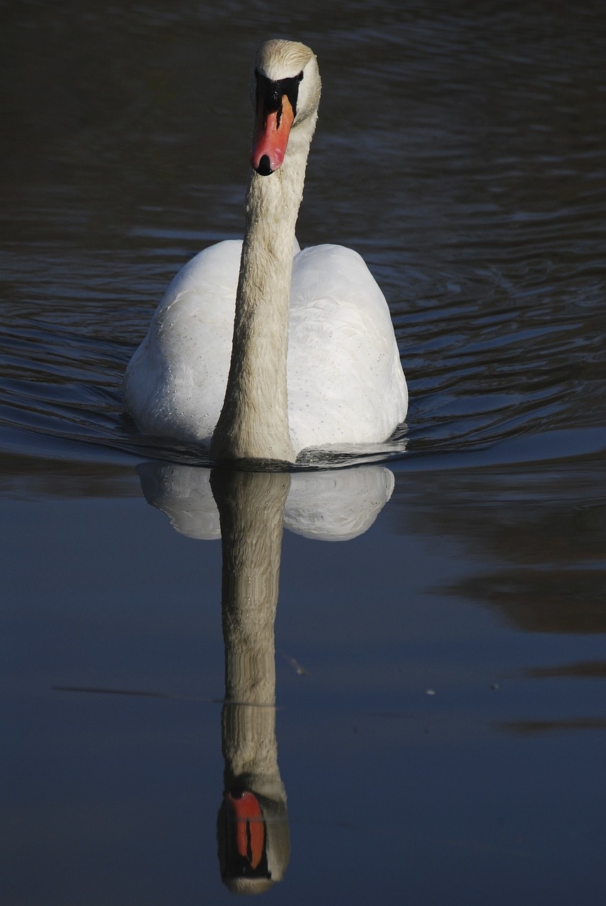 swan reflection water free photo