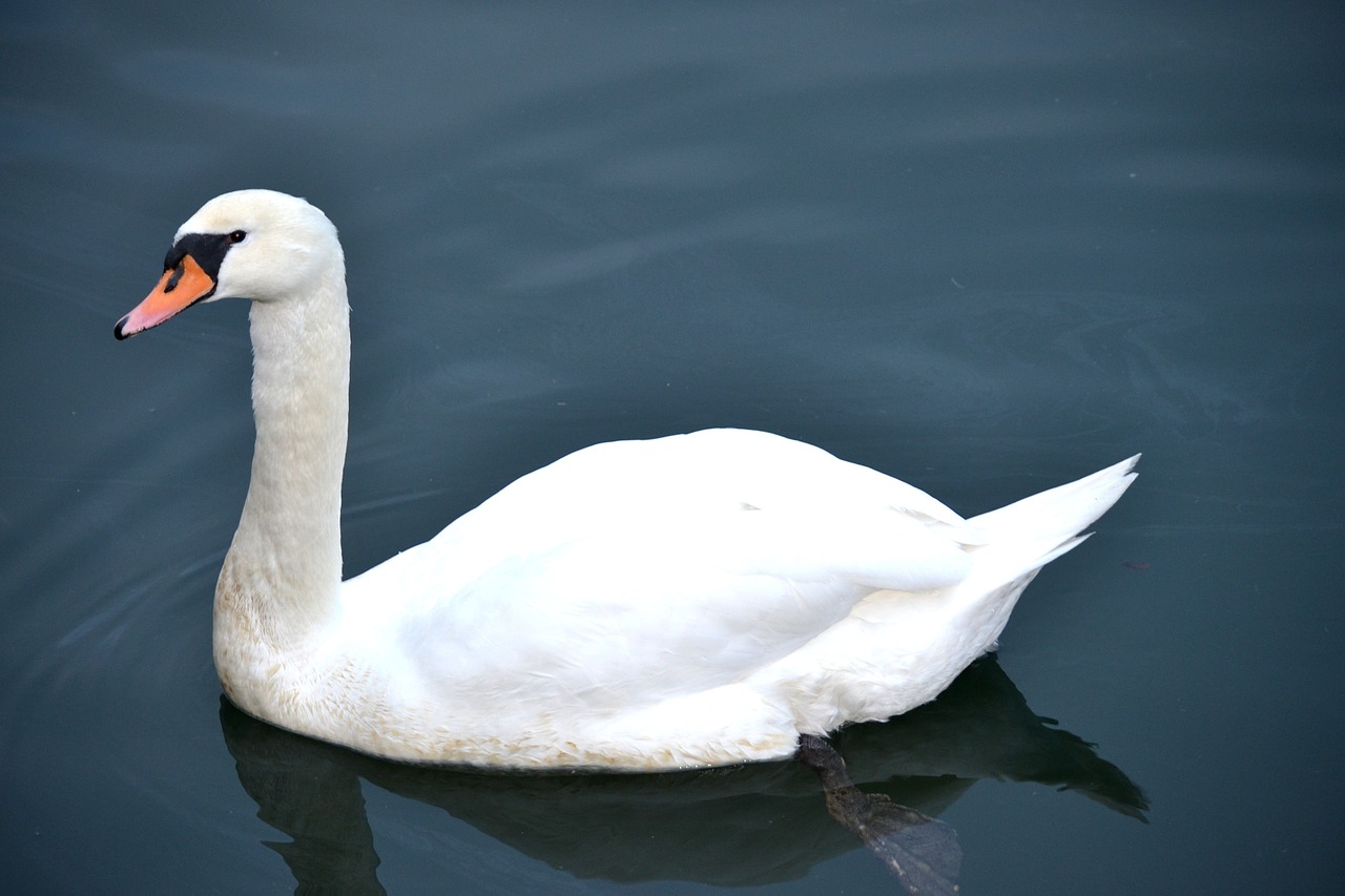 swan swan in the water water free photo