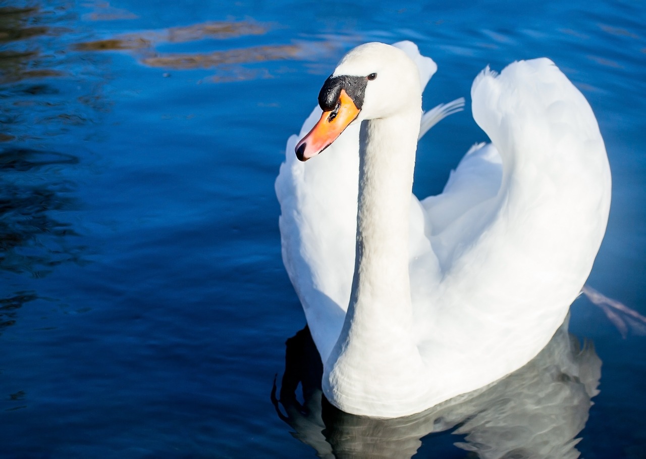 swan bird water free photo