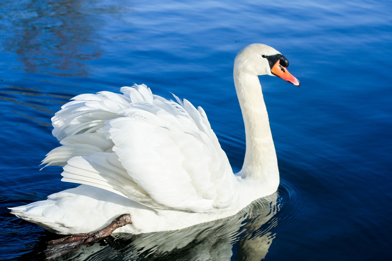 swan bird water free photo