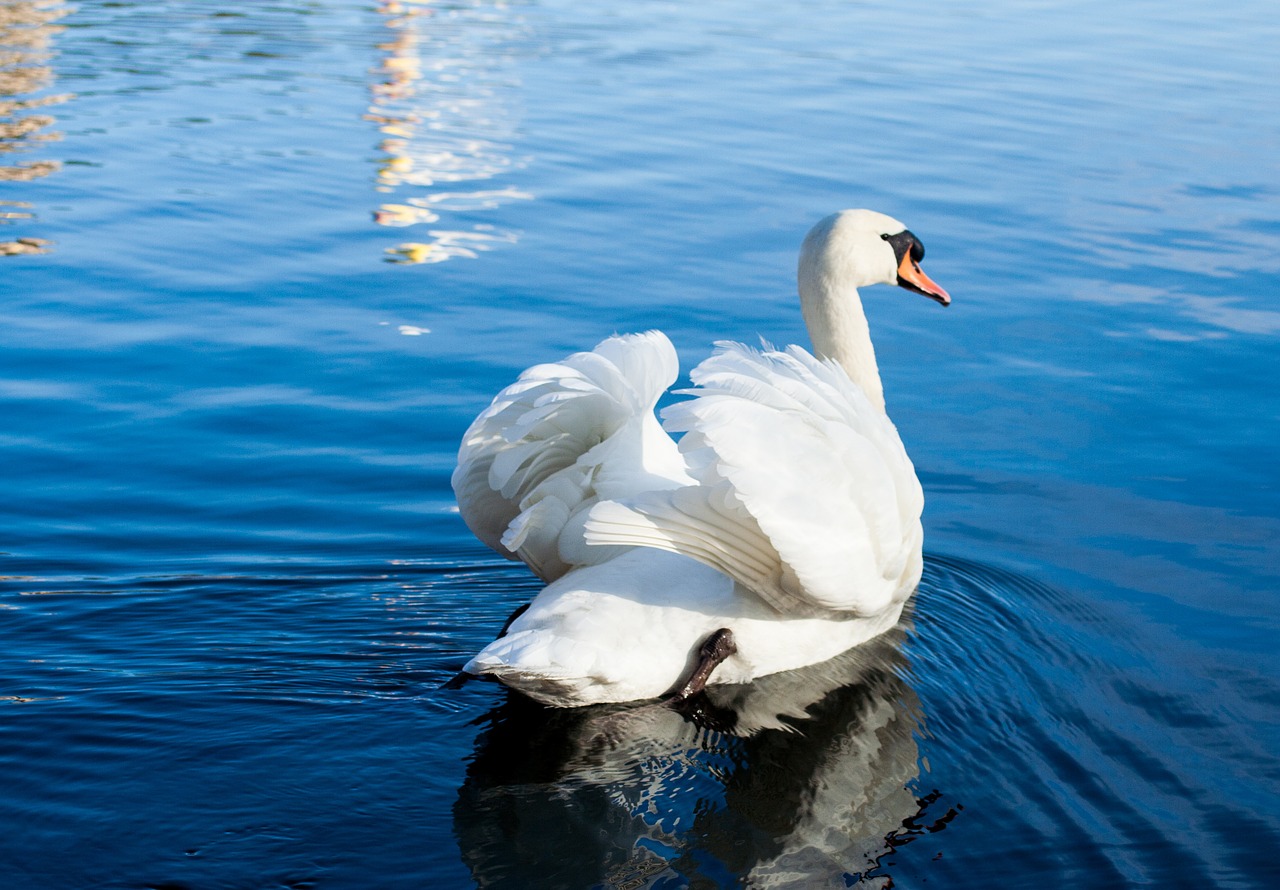 swan bird water free photo