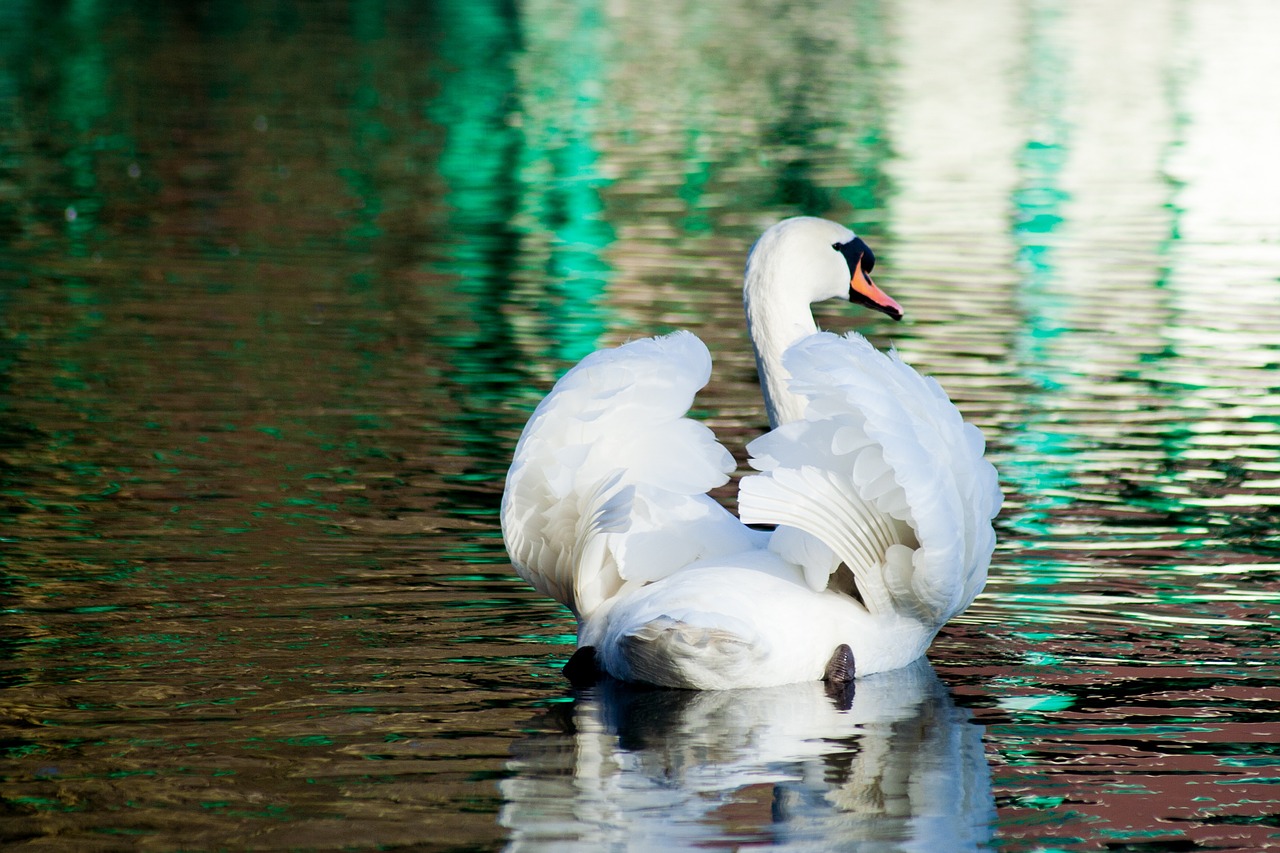 swan bird water free photo