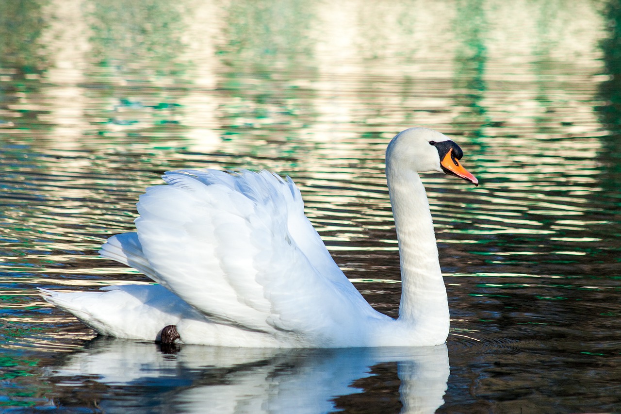 swan bird water free photo