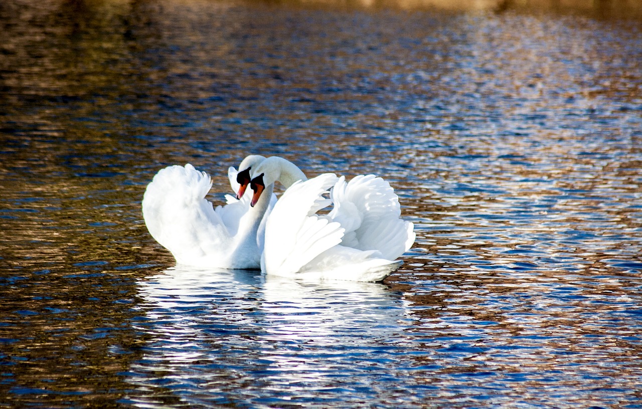 swan love pair free photo