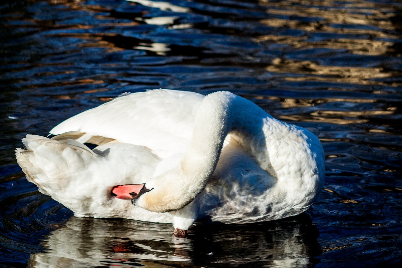 swan bird water free photo