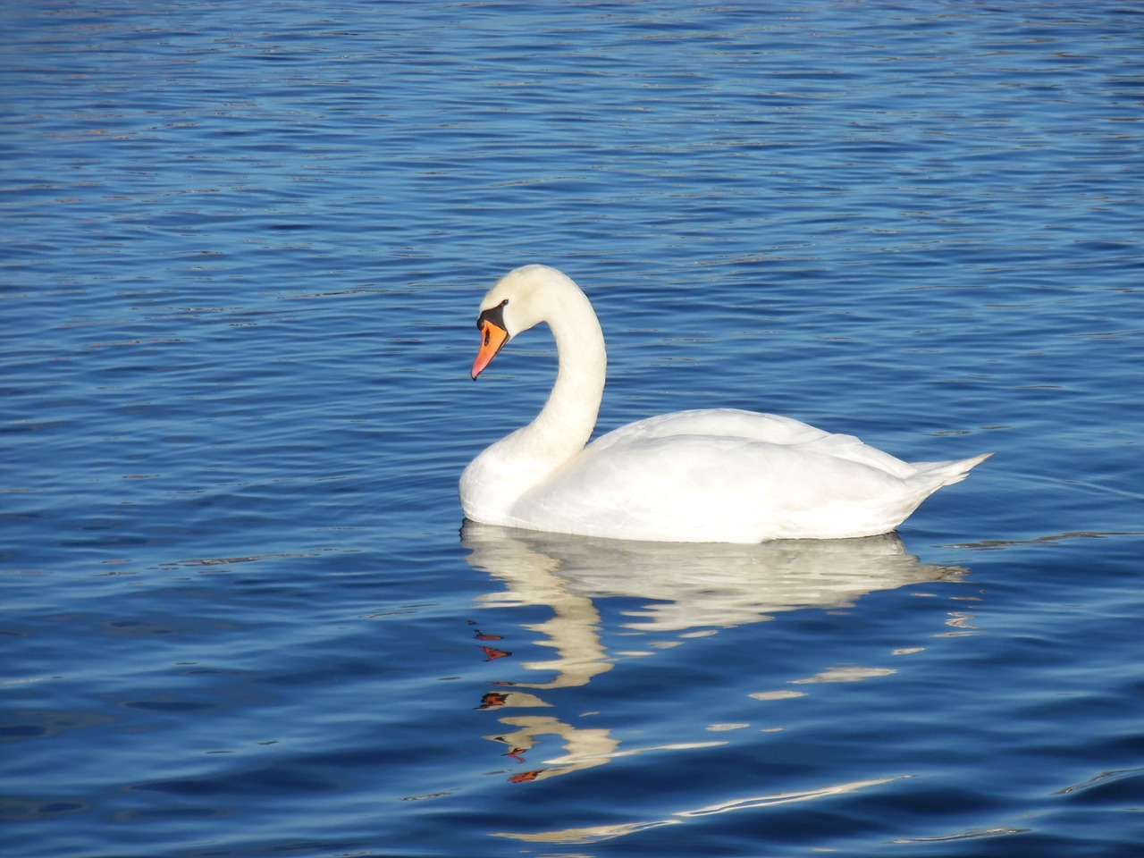 swan water bird free photo