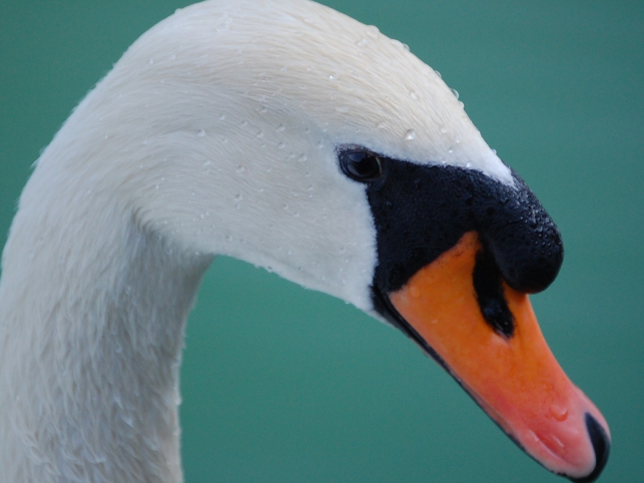 swan mute head free photo